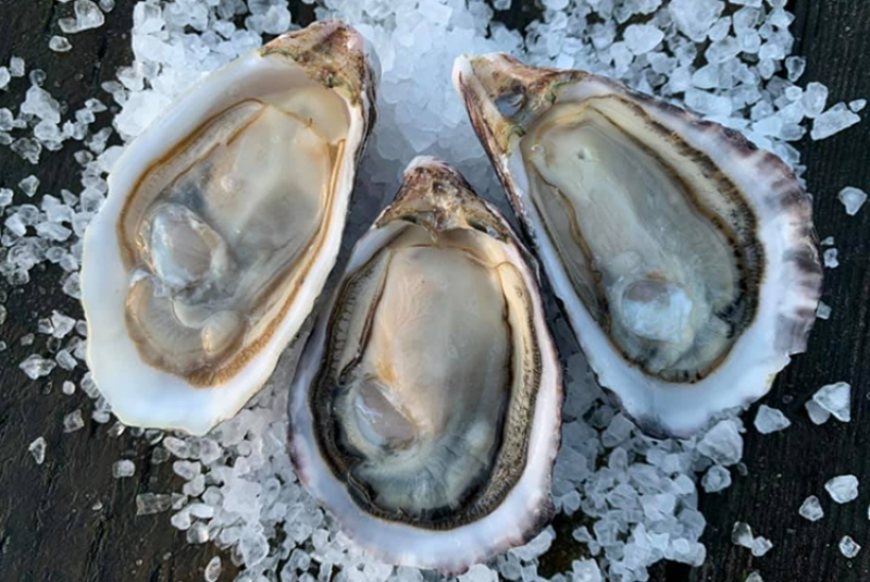 Pacific oysters cheap